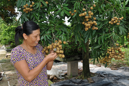 Hưng Yên: Làng quất cảnh vào mùa gò thế cây