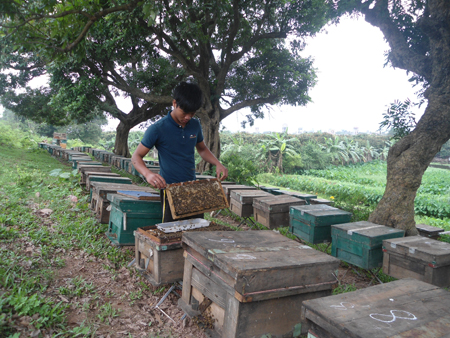 Cần xây dựng thương hiệu mật ong hoa nhãn Hưng Yên