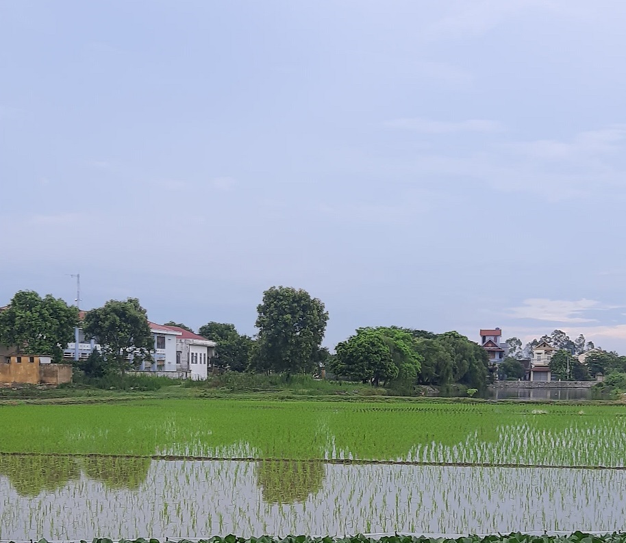 Việc gieo cấy lúa vụ Mùa năm 2021
